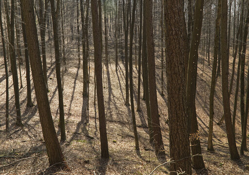 Licht und Schatten in einem Laubwald im fr&uuml;hen Fr&uuml;hling