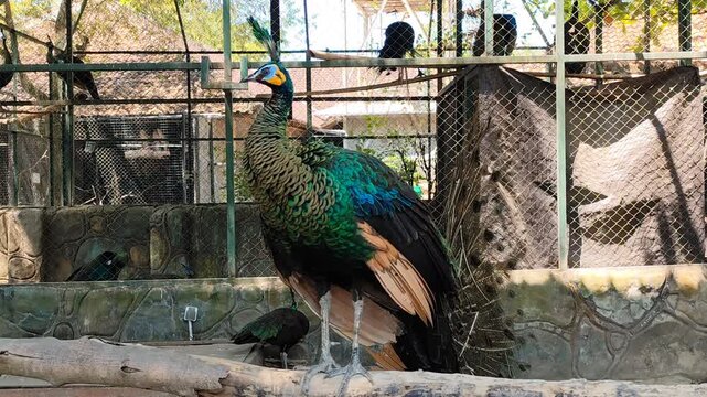 A peacock perches on a piece of wood inside a zoo enclosure. Peacocks are a protected species and are on the verge of extinction.