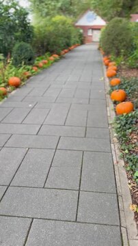 Kamera bewegt sich vorw&auml;rts entlang eines Weges, an dessen Rand zahlreiche orange K&uuml;rbisse liegen. Herbstliche Szenerie mit Erntefr&uuml;chten und saisonaler Dekoration.