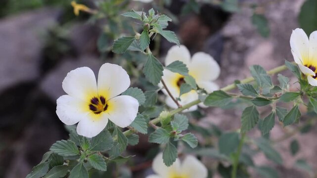 Black bee collecting nectar from a flower