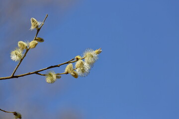 Delicate pussy willow catkins emerge on branches against a clear blue sky © Levente Varga