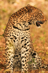 Leopard’s Stare © Emma