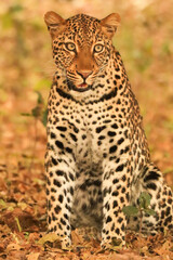 Leopard’s Stare © Emma
