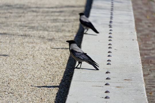 Two hooded crows stand on a concrete ledge with gravel ground nearby