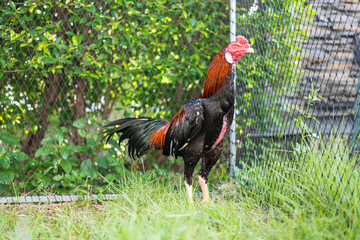 Selective focus a Thai cock walking on green grass © Dontree