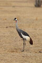 Fototapeta premium Grey crowned crane - South Luwangwa, Zambia