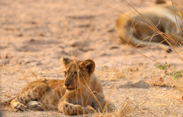 Lion cub in the savannah © Emma