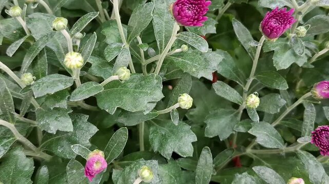 Close-up of small pink chrysanthemum flower buds blooming on a green leafy bush, beautiful autumn garden ornamental plants and botanical flora concept.