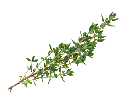 Fresh thyme sprig with vibrant green leaves isolated on transparent background culinary herb for seasoning and aromatic flavor