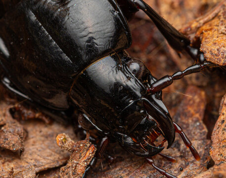 Extreme Macro Portrait of Predatory Ground Beetle (Abax) Showing Powerful Mandibles