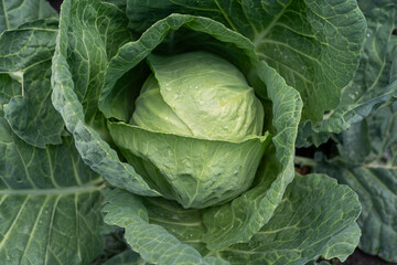 Obraz premium Fresh green cabbage growing in a sunny garden, close-up of leafy head with water drops