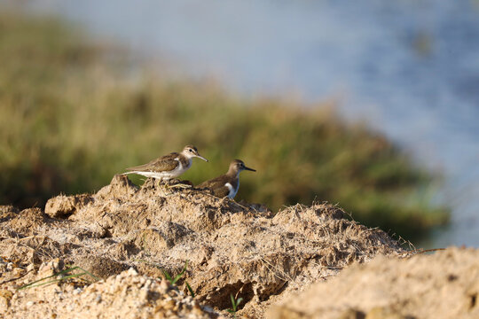 Common Sandpiper Pair Perched on Mud Near Lake &ndash; Wetland Birds in Natural Habitat. A pair of Common Sandpipers (Actitis hypoleucos) perched on a muddy patch near the edge of a lake. 