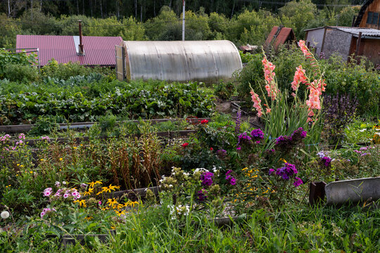 Summer vegetable garden with greenhouse, flowers and garden beds in a countryside dacha