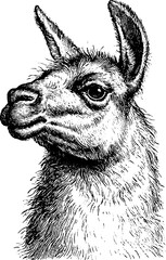 Fototapeta premium Antique engraving side profile head of a llama isolated on white background for vintage label illustration and background design