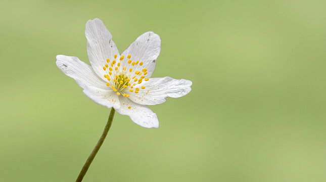 A single white wood anemone flower blooming against a soft blurred natural green background