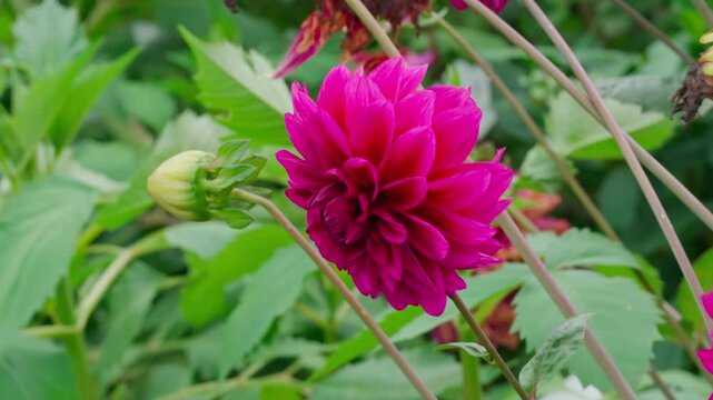Pink dahlia flower with bees and bumblebees gathering nectar in centre. Close-up view of bloom and stem against garden flowerbed background