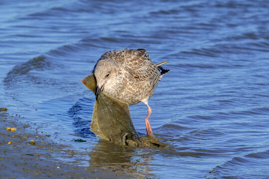 European herring gull (Larus argentatus) juvenile seagull eating washed ashore dead flatfish on beach along the North Sea coast in autumn / fall
