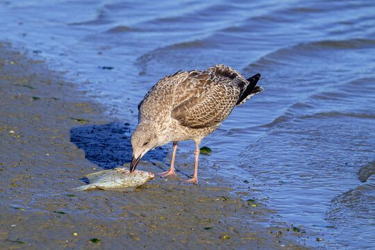 European herring gull (Larus argentatus) juvenile seagull eating washed ashore dead flatfish on beach along the North Sea coast in autumn / fall