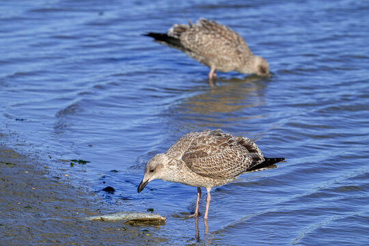 European herring gull (Larus argentatus) juvenile seagulls eating washed ashore dead flatfish on beach along the North Sea coast in autumn / fall