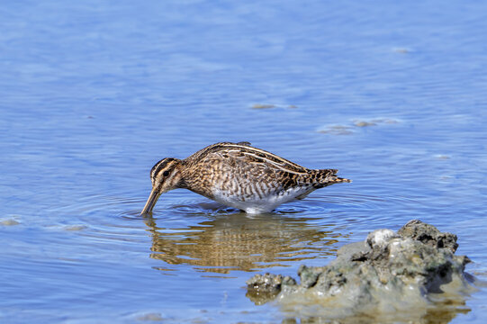 Common snipe (Gallinago gallinago) foraging in shallow water by probing soft mud with long beak along pond bank in autumn / fall