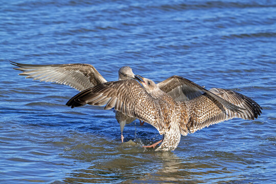 Two European herring gulls (Larus argentatus) juvenile seagulls fighting over dead fish on beach along the North Sea coast in autumn / fall