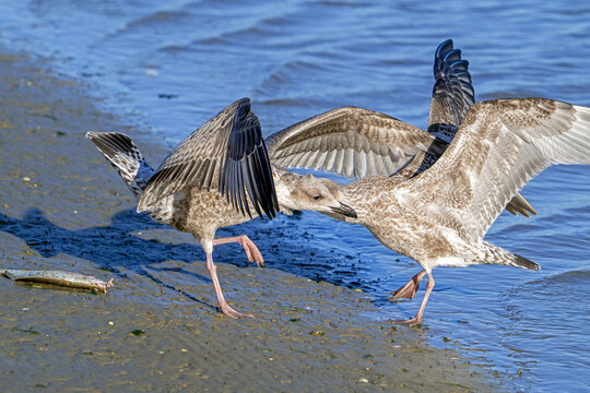 Two European herring gulls (Larus argentatus) juvenile seagulls fighting over washed ashore dead fish on beach along the North Sea coast in autumn