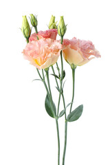 Obraz premium Beautiful colorful eustoma flowers isolated on white