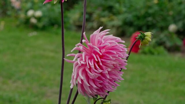 Pink dahlia flower with bees and bumblebees gathering nectar in centre. Close-up view of bloom and stem against garden flowerbed background