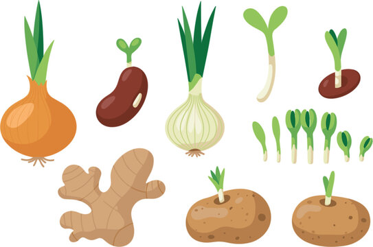 Agricultural Root Vegetable and Sprout Vector Icon Set Featuring Onion, Garlic, Ginger, Potato, Bean, and Microgreens for Organic Farm Graphic Designs