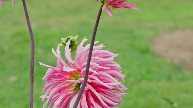 Pink dahlia flower with bees and bumblebees gathering nectar in centre. Close-up view of bloom and stem against garden flowerbed background