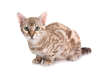bengal cat in studio © cynoclub