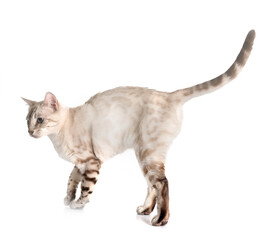 bengal kitten in studio © cynoclub