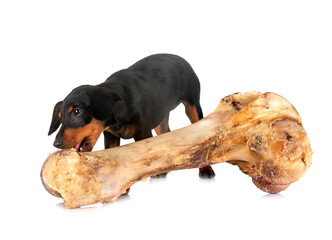 miniature pinscher in studio