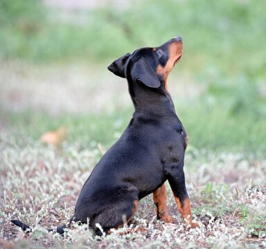 miniature pinscher in nature