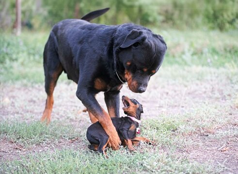 rottweiler and miniature pinscher