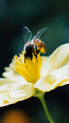 bee on a yellow flower © SD
