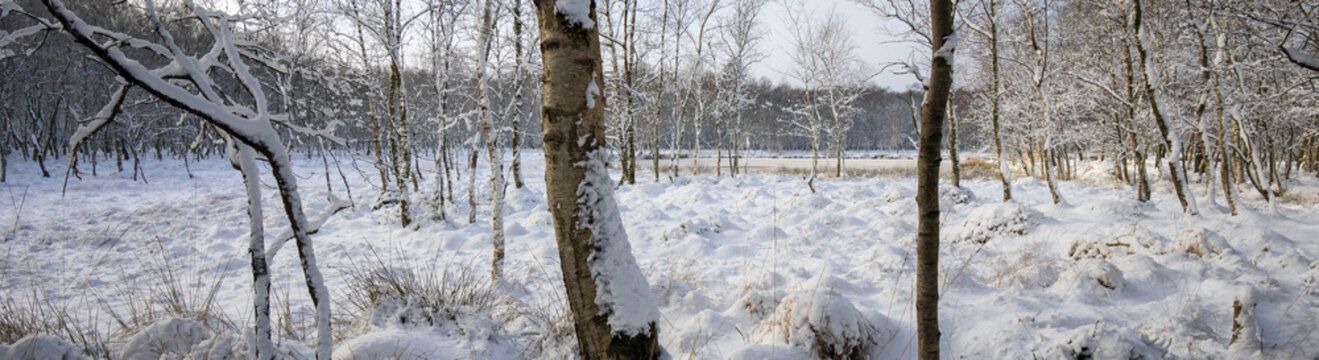 Snowy winter panorama of Kaltenhofer Moor with birch trees and bog lake