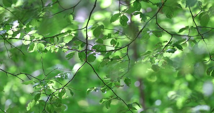 Green beech leaves slowly moving in summer breeze.