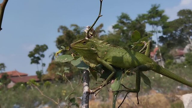A Green Crested Lizard (Bronchocela jubata) Perches on a Dry Branch