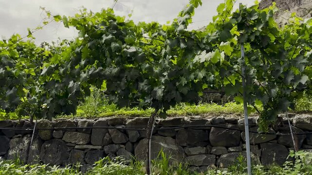 Green grapevine with dense foliage and small grape clusters growing on trellis above stacked stone retaining terrace