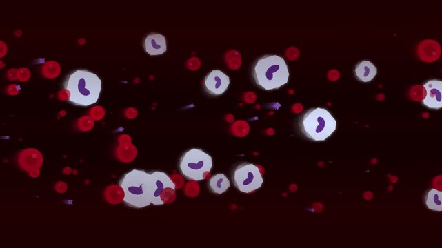 Microscopic view of flowing blood cells in a medical animation showing red and white corpuscles circulating through a dark vein