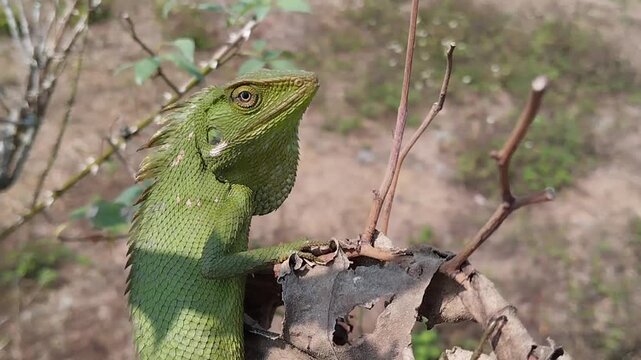 A Green Crested Lizard (Bronchocela jubata) Perches on a Dry Branch