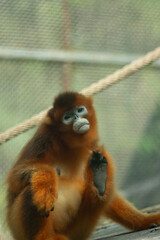 Snub-nosed monkey © Samnuggie X