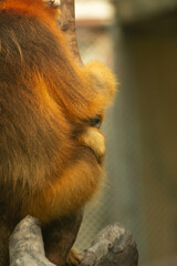 Snub-nosed monkey © Samnuggie X
