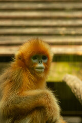Snub-nosed monkey © Samnuggie X