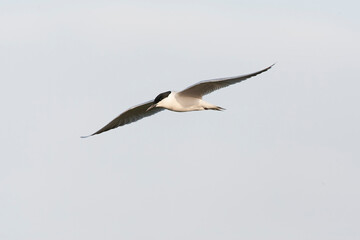 Fototapeta premium Gull-billed Tern, Gelochelidon nilotica