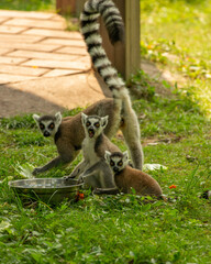 Obraz premium ring tailed lemur sitting on the ground