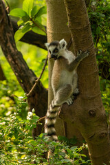 lemur on tree © Samnuggie X