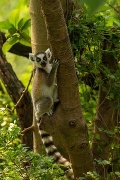 ring tailed lemur
