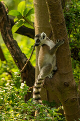 lemur on tree © Samnuggie X